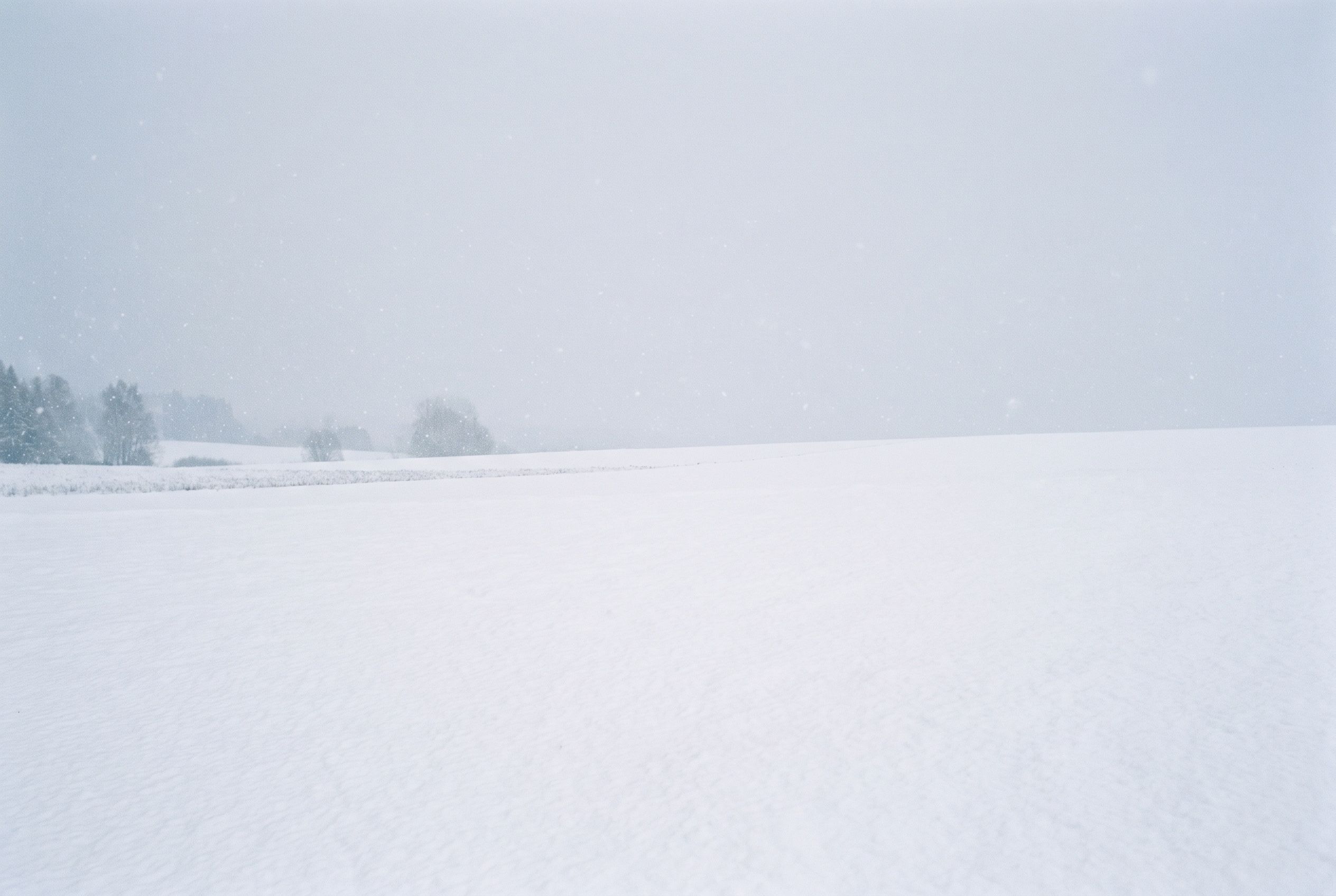 A snow-covered pine forest in soft flat winter light, nearly monochrome, with snow still falling